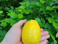 Hand holding a one lemon fruit [IBR125203146]