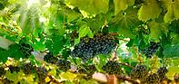Lush grapes hanging from the vine [IBR125203160]
