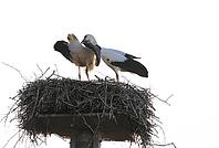 White storks (Ciconia ciconia) on their nest in a quiet, harmonious moment. The photograph captures the close bond between the breeding pair and the natural social behaviour of a pair of storks whilst rearing their young. Backlit [IBR125203161]