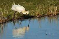 Löffler, Platalea leucorodia, looking for food, Texel island Netherlands [IBR125203163]
