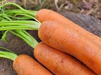 Raw portion of fresh carrots [IBR125203164]