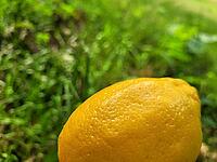 Very aromatic lemon fruit against a beautiful background [IBR125203167]