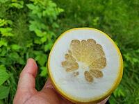 Fresh yellow grapefruit for exotic taste [IBR125203171]