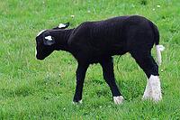 Texel sheep, is a separate breed, here a lamb, Texel island Netherlands [IBR125203179]