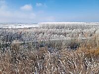 A vast winter landscape features frost-covered trees and a frozen river valley under a pale sky. Dried weeds in the foreground sway gently, their stalks dusted with rime ice. Serene, chilly atmosphere [IBR125203182]