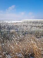 A vast winter landscape features frost-covered trees and a frozen river valley under a pale sky. Dried weeds in the foreground sway gently, their stalks dusted with rime ice. Serene, chilly atmosphere [IBR125203187]