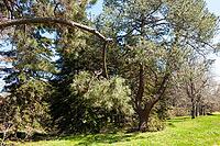 Botanic garden in Saints Constantine and Helena resort, Bulgaria [IBR125203192]