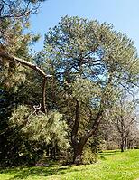 Botanic garden in Saints Constantine and Helena resort, Bulgaria [IBR125203194]