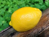 Raw lemon for exotic taste [IBR125203196]
