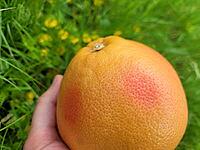 Hand holding a grapefruit against a outdoor background [IBR125203197]