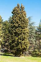 Botanic garden in Saints Constantine and Helena resort, Bulgaria [IBR125203200]