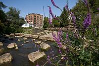 Purple loosestrife (Lythrum salicaria), fish ladder, bee pasture, insect pasture, bee-friendly, insect-friendly, Kochertal, Kocher, Schwäbisch Hall, Hohenlohe, Germany [IBR125203231]