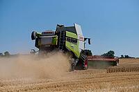 Grain harvesting with a threshing machine, agriculture, grain, Neuenstein, Hohenlohe, Germany [IBR125203232]