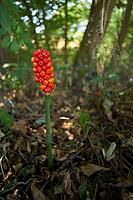 Arum, poison, poisonous, poisonous plant, forest edge, roadside, plant, Kochertal, Kocher, Schwäbisch Hall, Hohenlohe, Germany [IBR125203233]