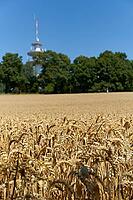 Winter soft wheat, winter wheat, wheat field, grain, grain harvest, agriculture, Kocher Valley, Kocher, Schwäbisch Hall, Hohenlohe, Germany [IBR125203234]