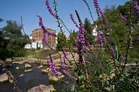 Purple loosestrife (Lythrum salicaria), fish ladder, bee pasture, insect pasture, bee-friendly, insect-friendly, Kochertal, Kocher, Schwäbisch Hall, Hohenlohe, Germany [IBR125203236]