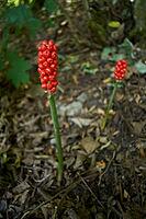 Arum, poison, poisonous, poisonous plant, forest edge, roadside, plant, Kochertal, Kocher, Schwäbisch Hall, Hohenlohe, Germany [IBR125203237]