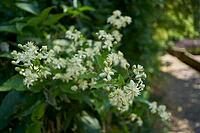 Clematis, Clematis, Clematis, Gorge Forest, Klinge, Kochertal, Kocher, Schwäbisch Hall, Hohenlohe, Germany [IBR125203238]