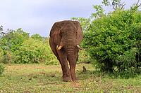 African elephant (Loxodonta africana), adult, foraging, Kruger National Park, Kruger National Park, South Africa [IBR125203825]