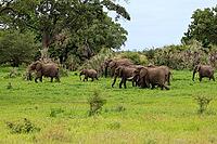 African elephant (Loxodonta africana), adult, calves, herd, walking, foraging, Kruger National Park, Kruger National Park, South Africa [IBR125203826]
