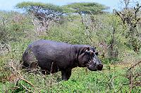 Hippopotamus (Hippopotamus amphibius), adult, on land, foraging, during the day, Kruger National Park, Mpumalanga Province, South Africa [IBR125203827]