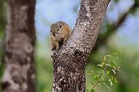 Smith's bush squirrel (Paraxerus cepapi), yellow-footed bush squirrel, adult, tree trunk, alert, Kruger National Park, South Africa [IBR125203828]
