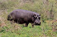 Hippopotamus (Hippopotamus amphibius), adult, on land, foraging, during the day, Kruger National Park, Mpumalanga Province, South Africa [IBR125203829]