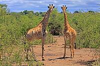 Giraffe (Giraffa camelopardalis giraffa), adult, two, alert, standing, Kruger National Park, Limpopo Province, South Africa [IBR125203830]
