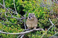 Klippschliefer (Procavia capensis), adult, sitting, in the bushes, alert, Boulders Beach, Simon's Town, Western Cape, South Africa [IBR125203832]