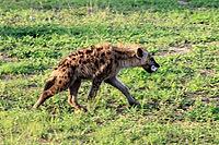 Spotted hyena (Crocuta crocuta), adult, prey, bones, running, Kruger National Park, South Africa [IBR125203833]