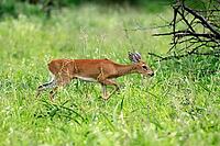 Little Rock Antelope (Raphicerus campestris), adult, male, running, dwarf antelope, Kruger National Park, South Africa [IBR125203834]