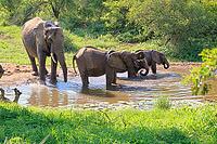 African elephant (Loxodonta africana), adult, female, calves, by the water, drinking, herd, Kruger National Park, Kruger National Park, South Africa [IBR125203835]