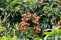 Lychee tree (Litchi chinensis), lychee tree, fruit, ripe, on the tree, foliage, Monzi, KwaZulu-Natal, South Africa [IBR125203836]