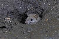European brown rat (Rattus norvegicus) adult rodent animal emerging from its burrow hole, England, United Kingdom [IBR125203837]