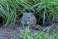 European brown rat (Rattus norvegicus) adult rodent animal emerging from its burrow hole, England, United Kingdom [IBR125203838]