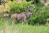 Zambesi greater kudu (Tragelaphus strepsiceros), adult, male, foraging, Kruger National Park, South Africa [IBR125203839]