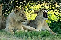 Lion (Panthera leo), adult, two, young male, resting, young female, yawning, siblings, lying down, ground, Kruger National Park, Kruger National Park, South Africa [IBR125203840]