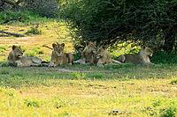 Lion (Panthera leo), adult, four, young males, young female, siblings, lying down, in the grass, alert, Kruger National Park, South Africa [IBR125203841]
