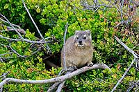 Klippschliefer (Procavia capensis), adult, sitting, in the bushes, alert, Boulders Beach, Simon's Town, Western Cape, South Africa [IBR125203842]