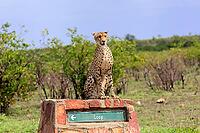 Cheetah (Acinonyx jubatus), adult, sitting, on a signpost, alert, Limpopo Province, Kruger National Park, South Africa [IBR125203843]