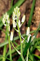 Albuca nelsonii, flower, Bloemfontein Botanical Garden, Free State, South Africa [IBR125203844]
