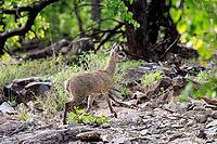 Transvaal klipspringer (Oreotragus transvaalensis), adult male running, Kruger National Park, South Africa [IBR125203846]