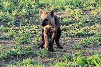 Spotted hyena (Crocuta crocuta), spotted hyena, young, alert, Kruger National Park, Kruger National Park, South Africa [IBR125203847]