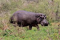 Hippopotamus (Hippopotamus amphibius), adult, on land, foraging, during the day, running, Kruger National Park, Mpumalanga Province, South Africa [IBR125203848]