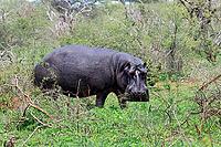 Hippopotamus (Hippopotamus amphibius), adult, on land, foraging, during the day, Kruger National Park, Mpumalanga Province, South Africa [IBR125203849]