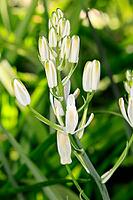 Albuca nelsonii, flower, Bloemfontein Botanical Garden, Free State, South Africa [IBR125203850]