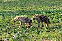 Spotted hyena (Crocuta crocuta), subadult, half-grown young, siblings, two, running, Kruger National Park, South Africa [IBR125203851]