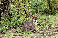 Elliptical waterbuck (Kobus ellipsiprymnus), adult, male, sitting, on the ground, resting, Kruger National Park, South Africa [IBR125203852]