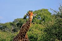 Giraffe (Giraffa camelopardalis giraffa), adult, portrait, Kruger National Park, Limpopo Province, South Africa [IBR125203853]