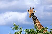 Giraffe (Giraffa camelopardalis giraffa), adult, portrait, Kruger National Park, Limpopo Province, South Africa [IBR125203854]